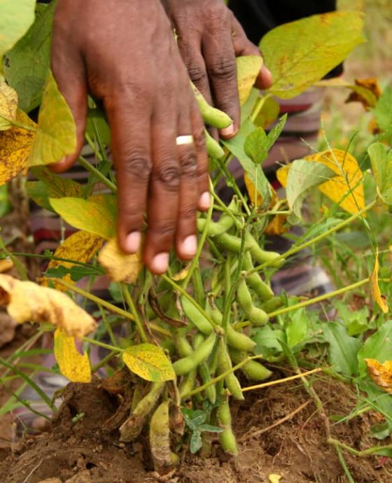 Agriculture biologique de soja